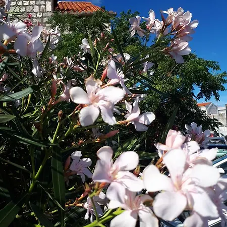 Alexante Guest house 4*