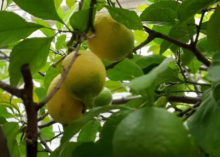 Alexante 4* تروغير