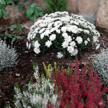 Alexante Πανσιόν