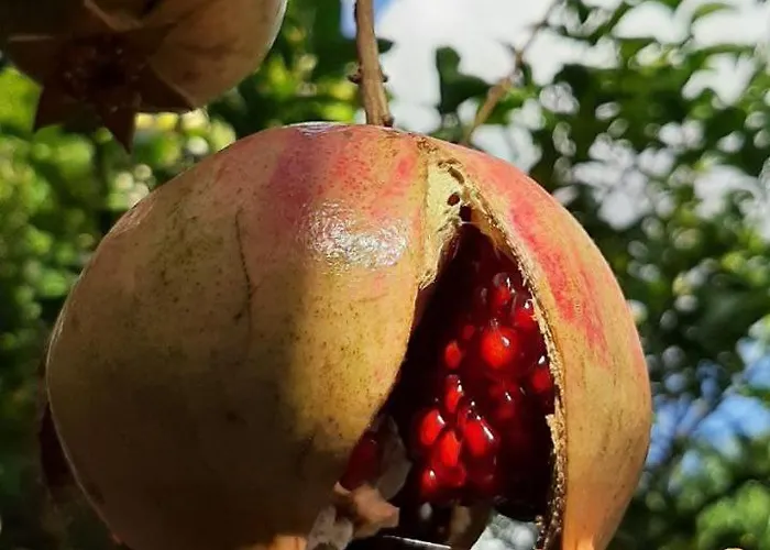 Alexante Πανσιόν 4*