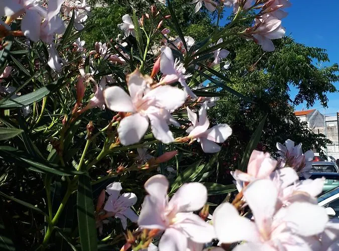 Alexante Πανσιόν 4*